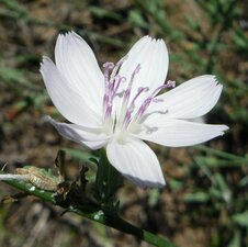 Stephanomeria virgata flower